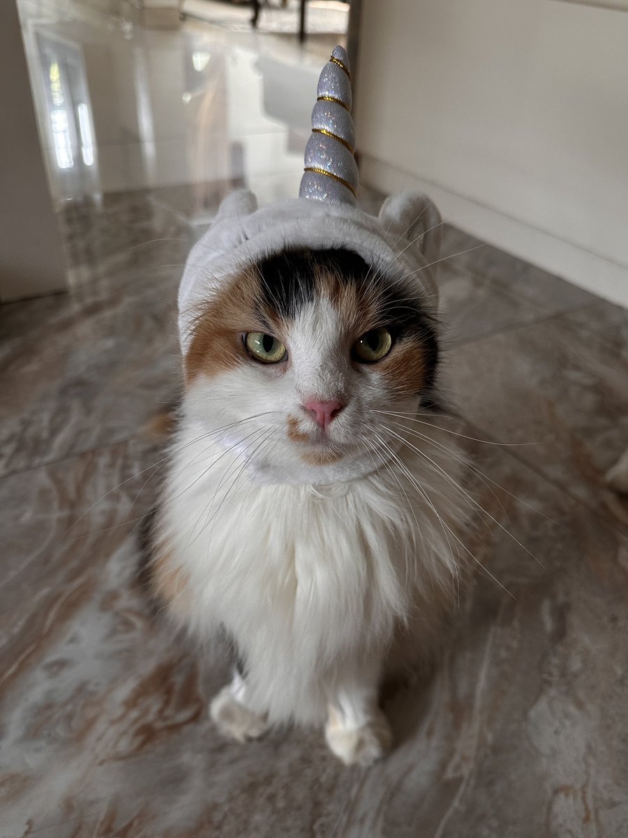 pentolkuriya's tweet photo. Unicorn tukang palak https://t.co/QASYg9Mfir