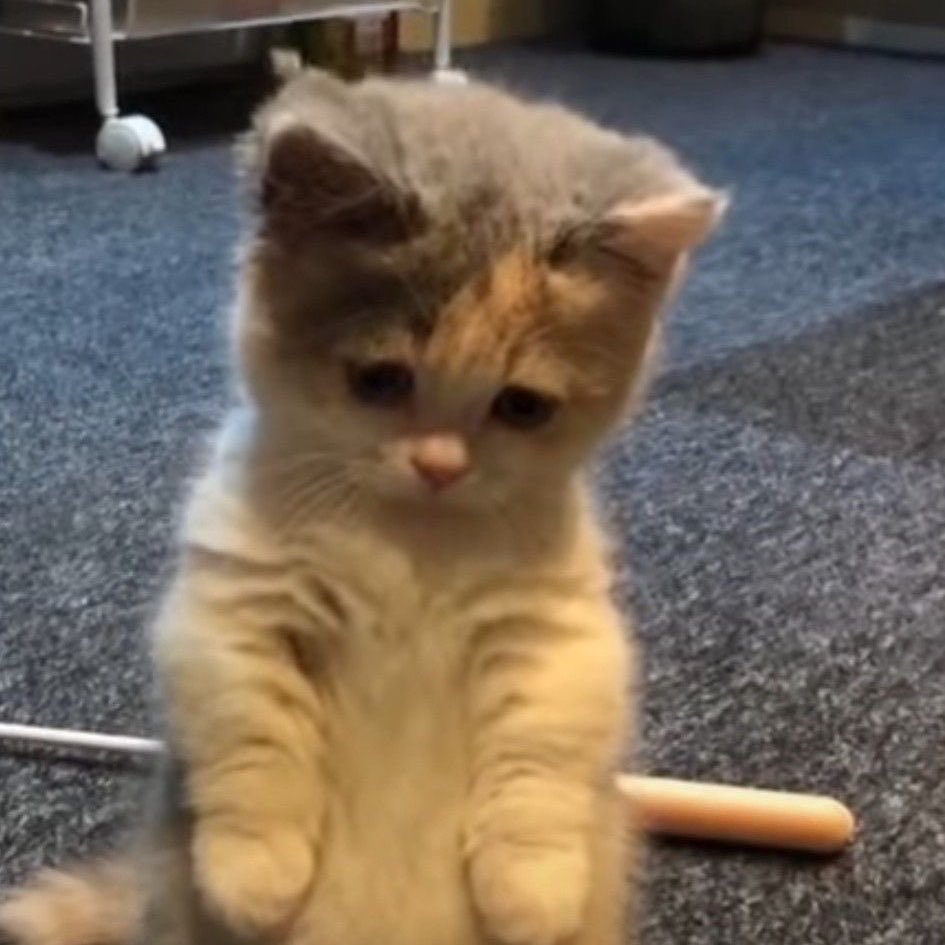 sweethoonliebe's tweet photo. *meowhoon https://t.co/IBojHbRSiL