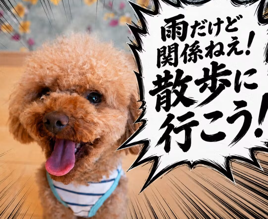 wanqol's tweet photo. 【梅雨のお散歩に役立つグッズ、まとめました】
雨の日は、無理に散歩へ行かなくて大丈夫。
でも、雨の日も散歩に行きたがるわんちゃんや、外でしかトイレをしないわんちゃんもいますよね。今回の記事は雨の日のお散歩についてです。
ぜひご覧ください。 https://t.co/qQVEyJFiUj