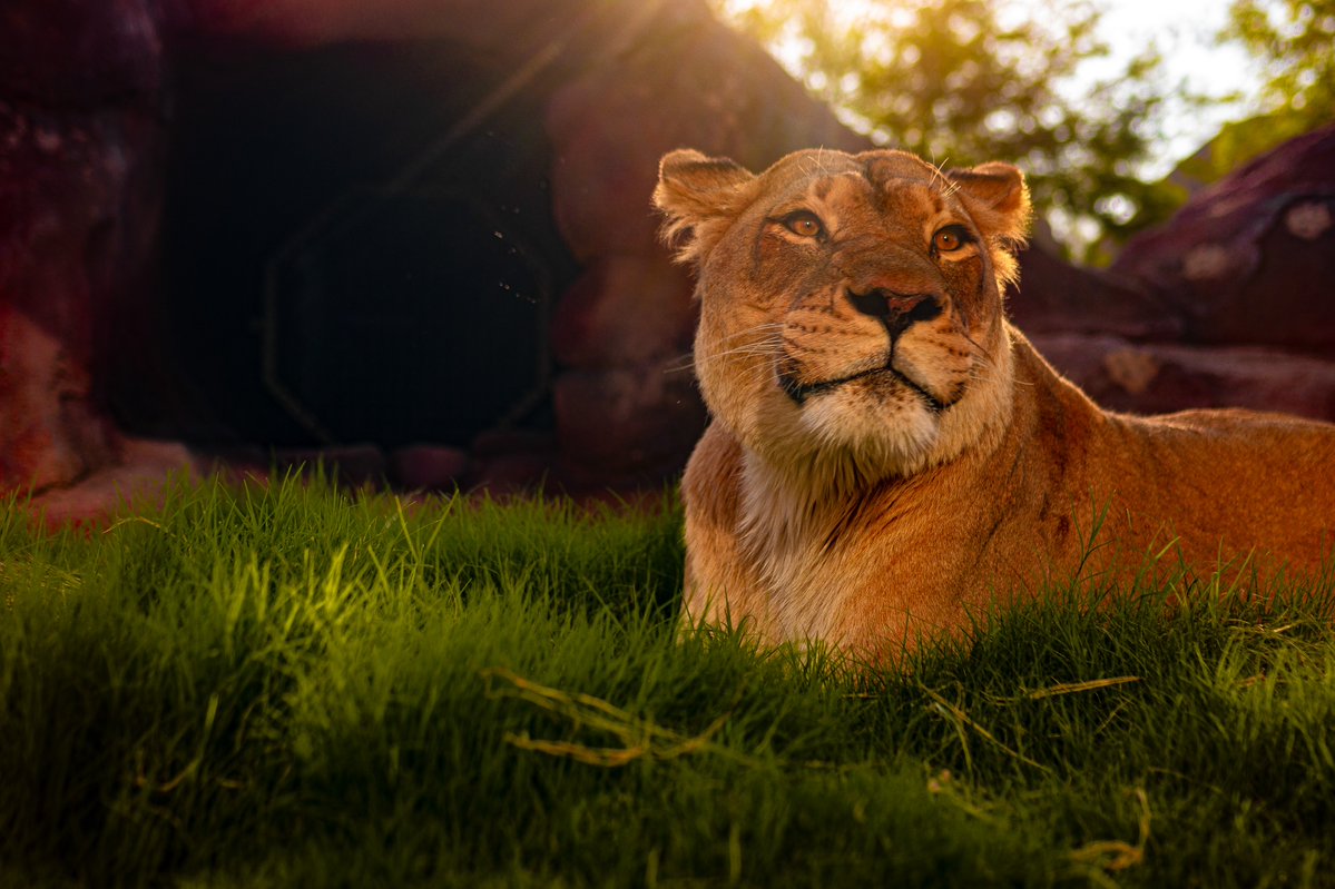 phoenixzoo's tweet photo. Everyone deserves sunshine. Happy Pride Month! 🏳️‍🌈

The Phoenix Zoo is proud to offer an inclusive space for everyone, from our staff to our guests, while fostering an appreciation for nature and the animal kingdom. https://t.co/sLT2NmWNxG