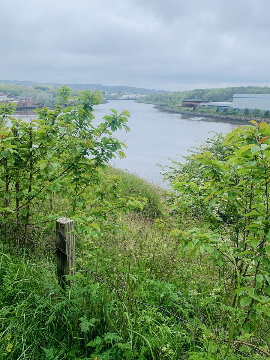 theemptymile's tweet photo. The best views aren’t always the obvious ones. Sometimes it’s just a glimpse of the Tyne through the trees on a cloudy morning run, while the rest of the world is still waking up. #Tyne #Running #MorningRun #NorthEastEngland #Photography #RiverTyne https://t.co/wfo8bGro6v