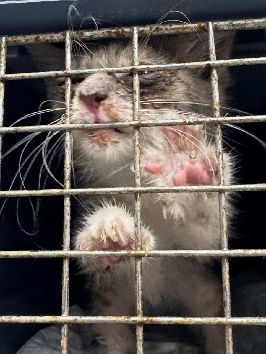 u9jqt136972jdjc's tweet photo. Akind man walked into our adoption event today carrying a tiny, very sick kitten in a carrier. He found her alone on the street and knew she needed urgent care. He had spent the day going from pet stores to vet offices, searching for anyone who could help.

PAYPAL INBIO PLEASE. https://t.co/XujjvZJyBR