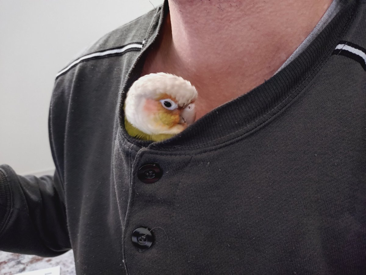 q_od's tweet photo. オジサンの胸元で寝てる
#今日の鳥揉み https://t.co/bfApAQwYFp