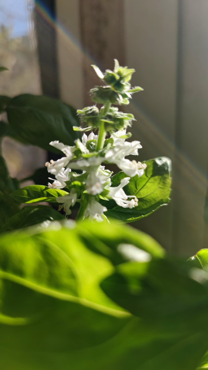 Shomme1's tweet photo. [My tiny balcony now has a herb garden—basil for pasta, mint for iced tea, and a little bit of peace I grew myself. Small changes, big joys. ]， https://t.co/uEjtHfYI2k