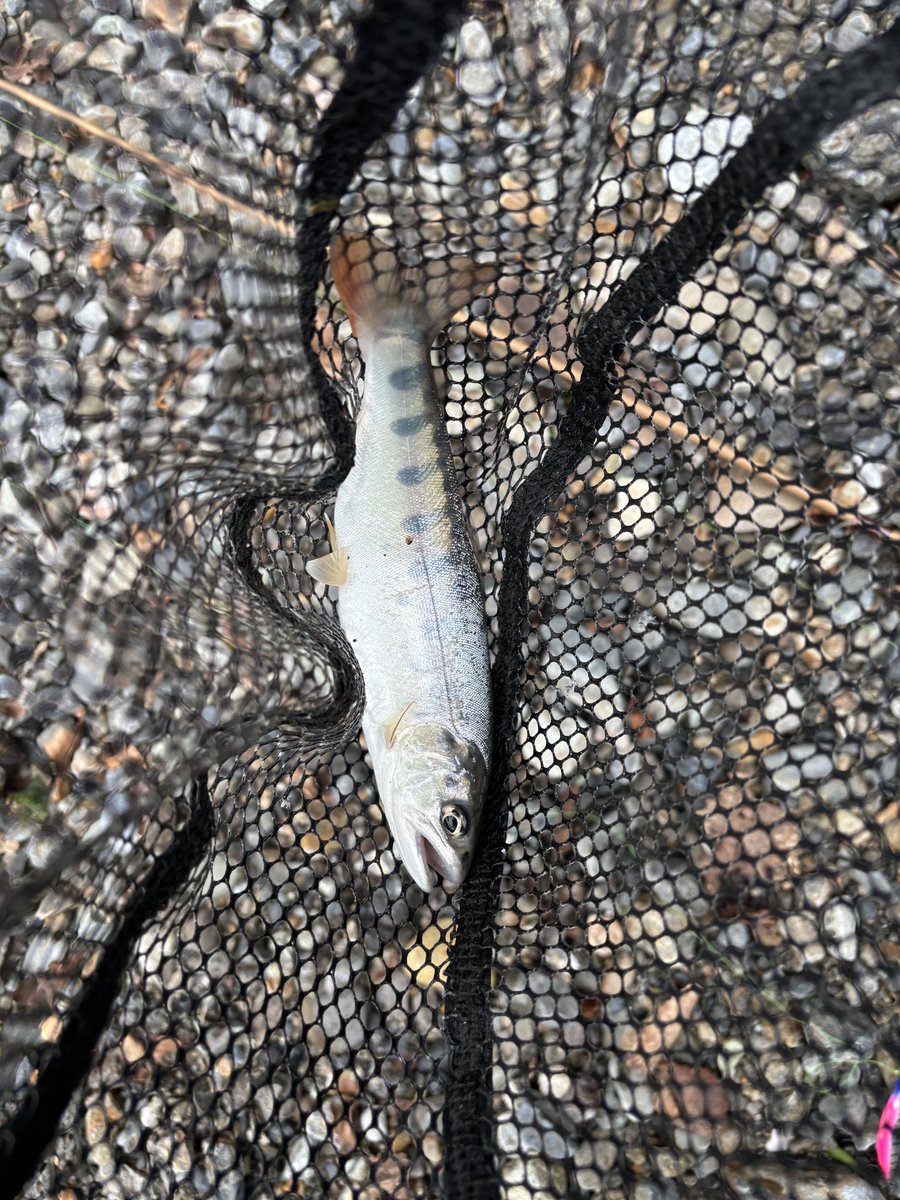 mocodeki's tweet photo. 何日か前

水量多く滝突破できず本流に
ヤマメさんに遊んでもらいました🐟

その後がっつり風邪ひいてまだ調子悪い🤧
釣りいきたし🎣 https://t.co/zrub8P262X