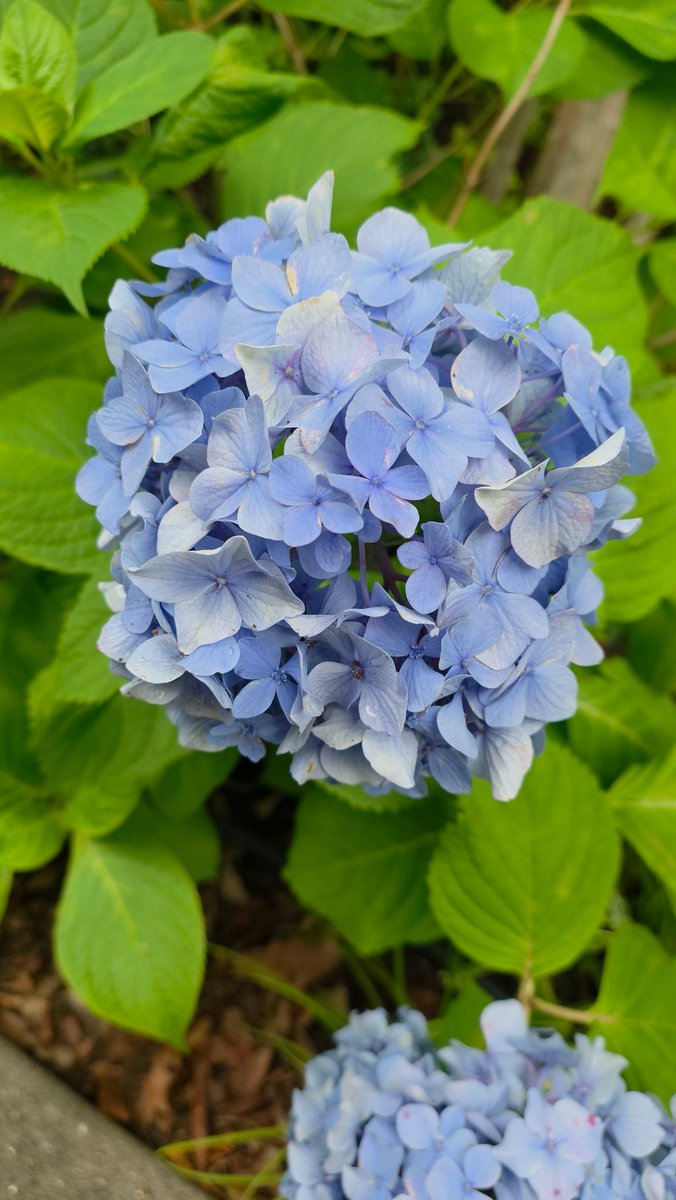 PamKBajaj's tweet photo. Hydrangeas are capricious, chromatic divas. They don’t bloom, they make an entrance😍. 
Slight shift in soil pH and suddenly it’s a full metamorphosis. Meanwhile I can’t even change my hair color without 3 weeks of regret😏.

#mysweetkobe #kobe_hyogoku #RokkoIsland  @Kobe_PRA https://t.co/v3rKVZOxBG