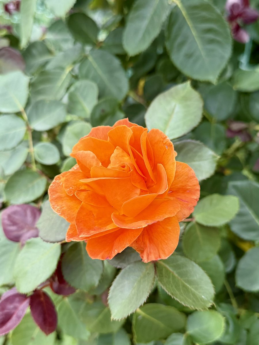 LILYs_SPACE's tweet photo. 春•初夏の薔薇の見納め

#花菜ガーデン https://t.co/REEeV17cvG