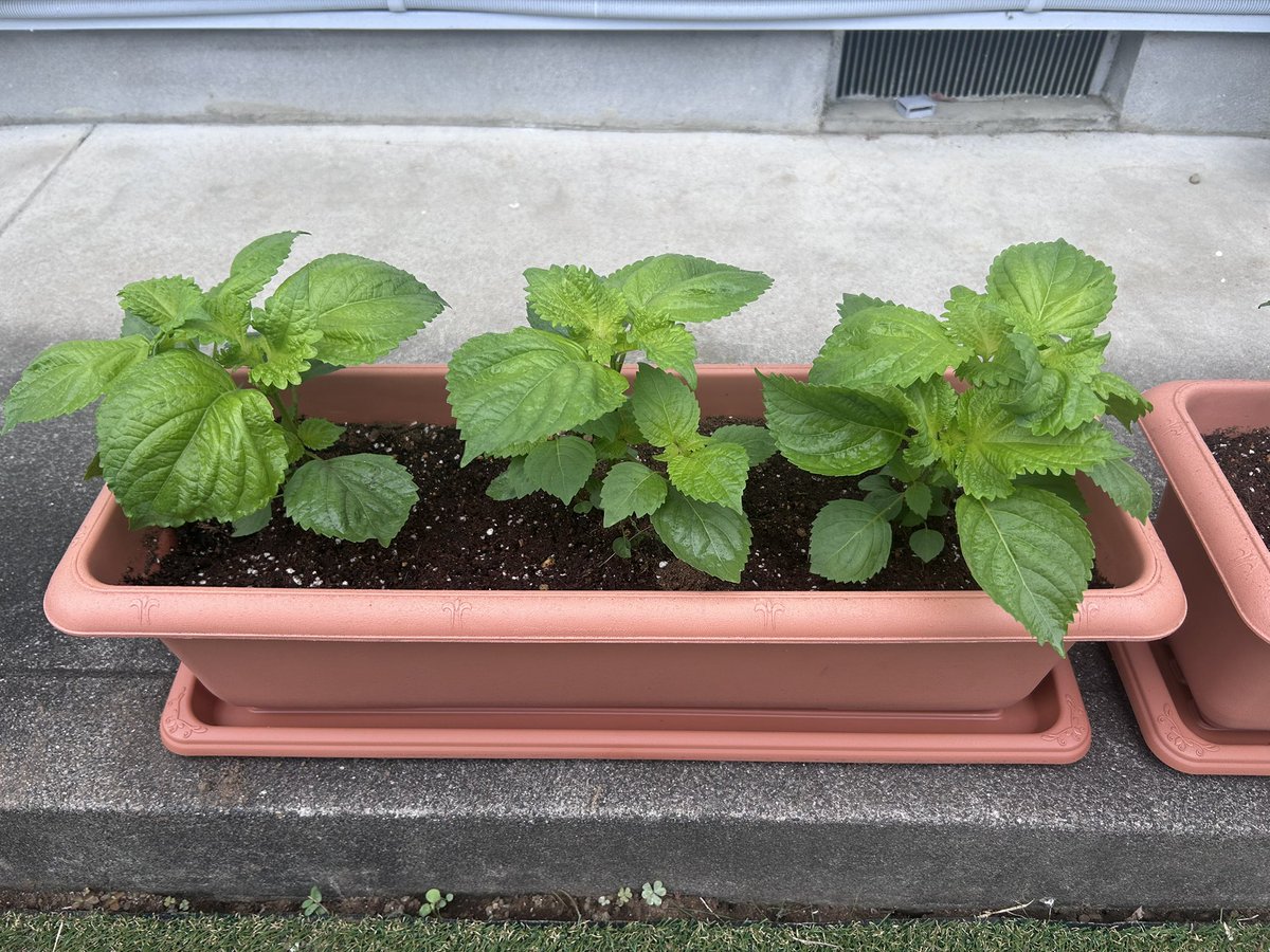 Drums_KA's tweet photo. 植物は絶対枯らす才能ゼロなワタクシですが、家庭菜園できるくらいには意識高い人になりたいので頑張ってみる...

プランターに移植したばかりのミニトマトとシソ...

どうにか元気に育っておくれ🌱✨ https://t.co/cnRv0iEC7M