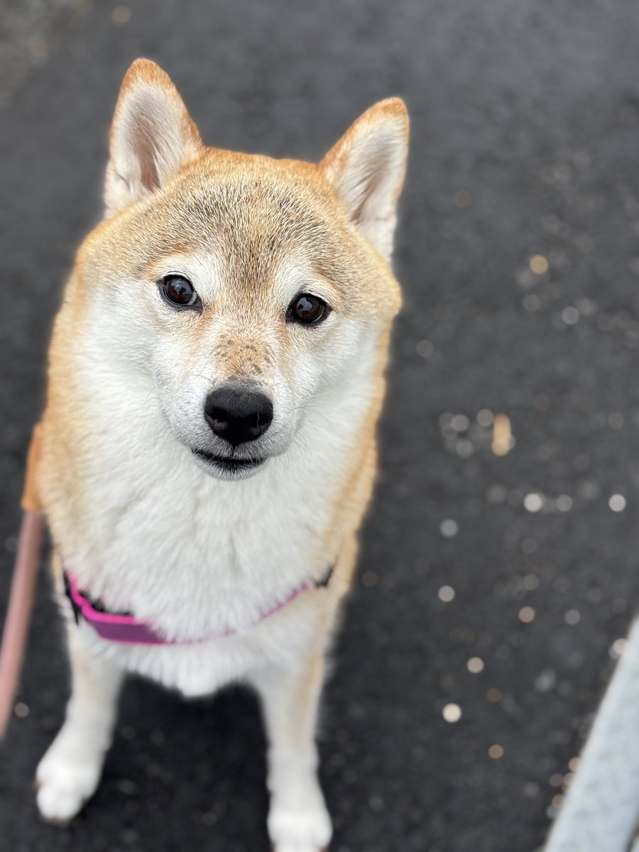 8627_e's tweet photo. そばかすが出来た
かわいいかわいい柴犬🐕 https://t.co/1hMbBWlptm