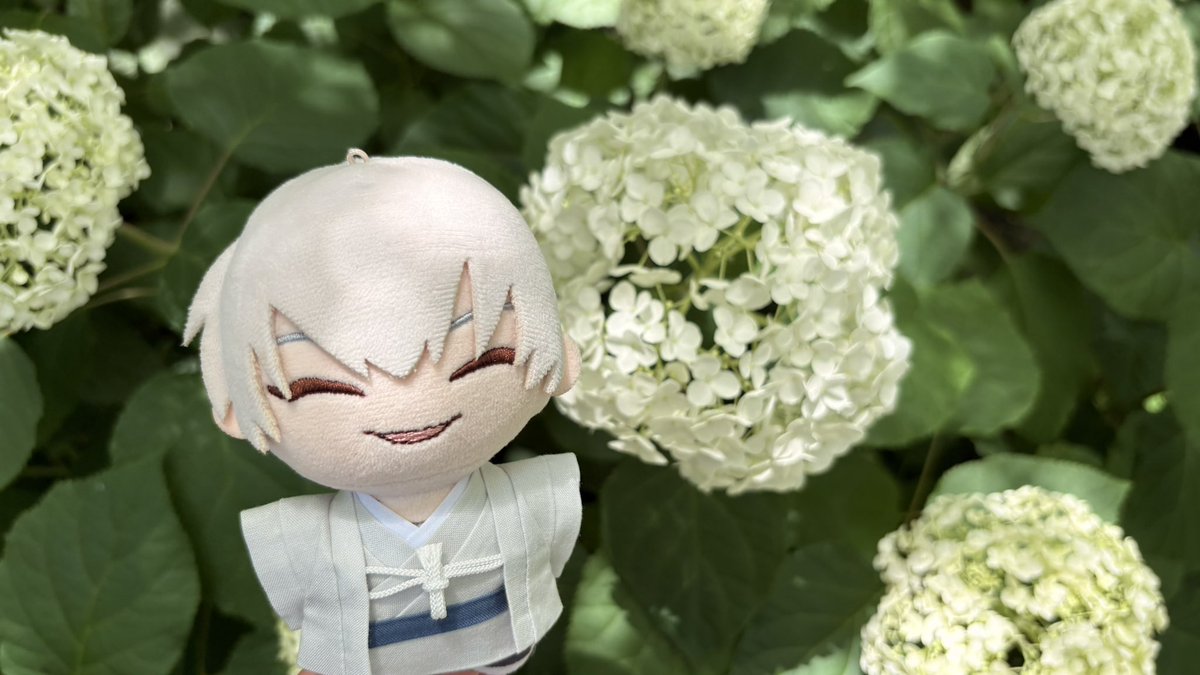 47_910Ag's tweet photo. 市丸ギンと紫陽花の親和性たかい❕
良い写真たくさん撮れたから4枚選ぶのむずかしかった〜( ⸍ɞ̴̶̷ ·̫ ɞ̴̶̷⸌ ) https://t.co/0ZyA8laOD4