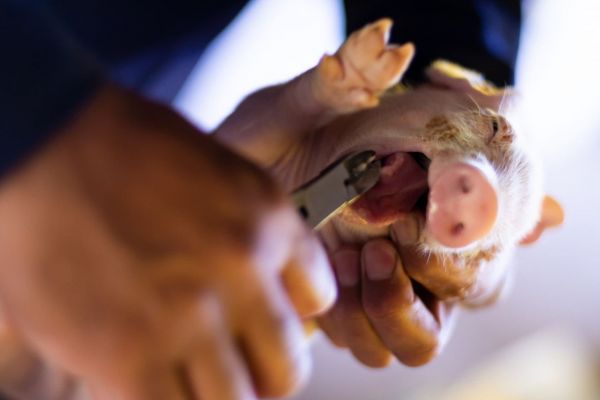 Paul_Vegano's tweet photo. At farms, piglets have their tails cut off, their teeth clipped, their ears mutilated, and their testicles removed often without any pain relief. By around 6 months of age, they are sent to slaughter.

F*ck animal cruelty
#GoVegan🌱 https://t.co/dQinVvZ0PN