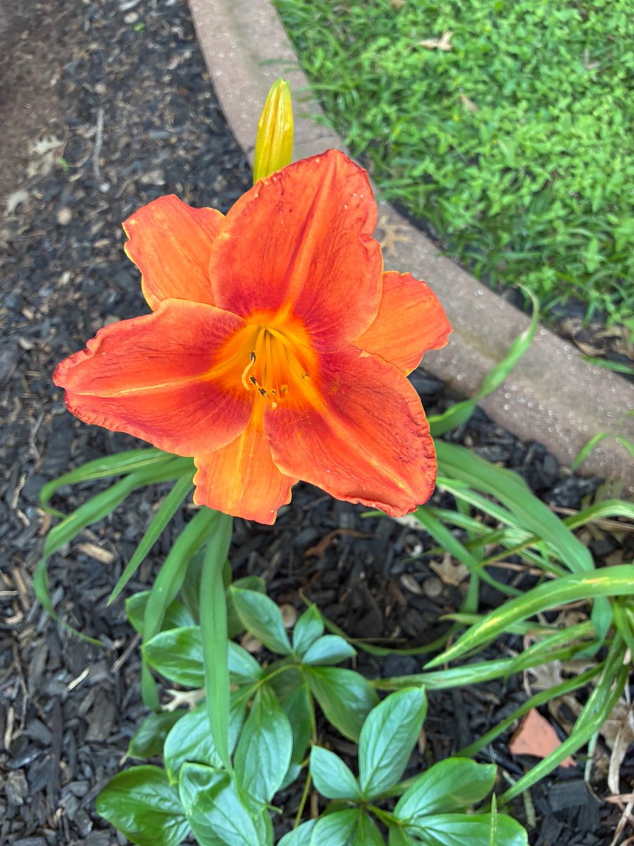 stonksguy's tweet photo. Not sure what this one is called but looking good https://t.co/8YNbMvHEkg