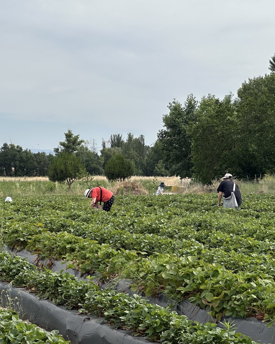 ComidaCritica's tweet photo. El sábado estuvimos disfrutando de la temporada de fresa ecológica en Monjarama de la mano de nuestro proyecto “En Madrid, cada plato es un paisaje” 🍓

👨‍🌾Una mañana de autocosecha, aprendizaje y mucho sabor ➡️
https://t.co/P7v9tFbOqX https://t.co/muQOP2MZuZ
