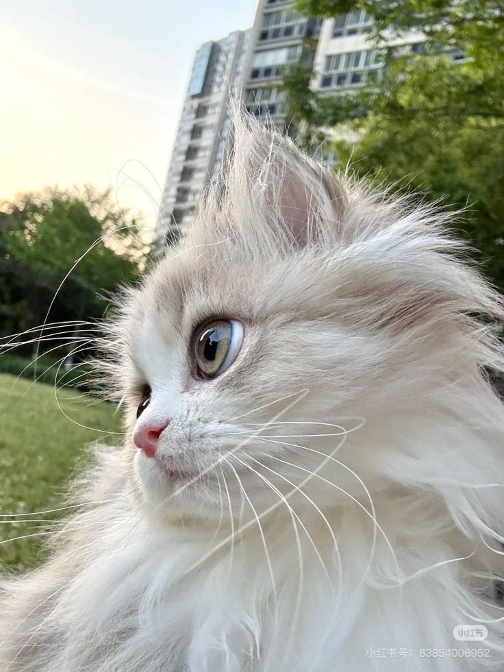 CuteCatsMagic's tweet photo. https://t.co/EXUEVfqaiM