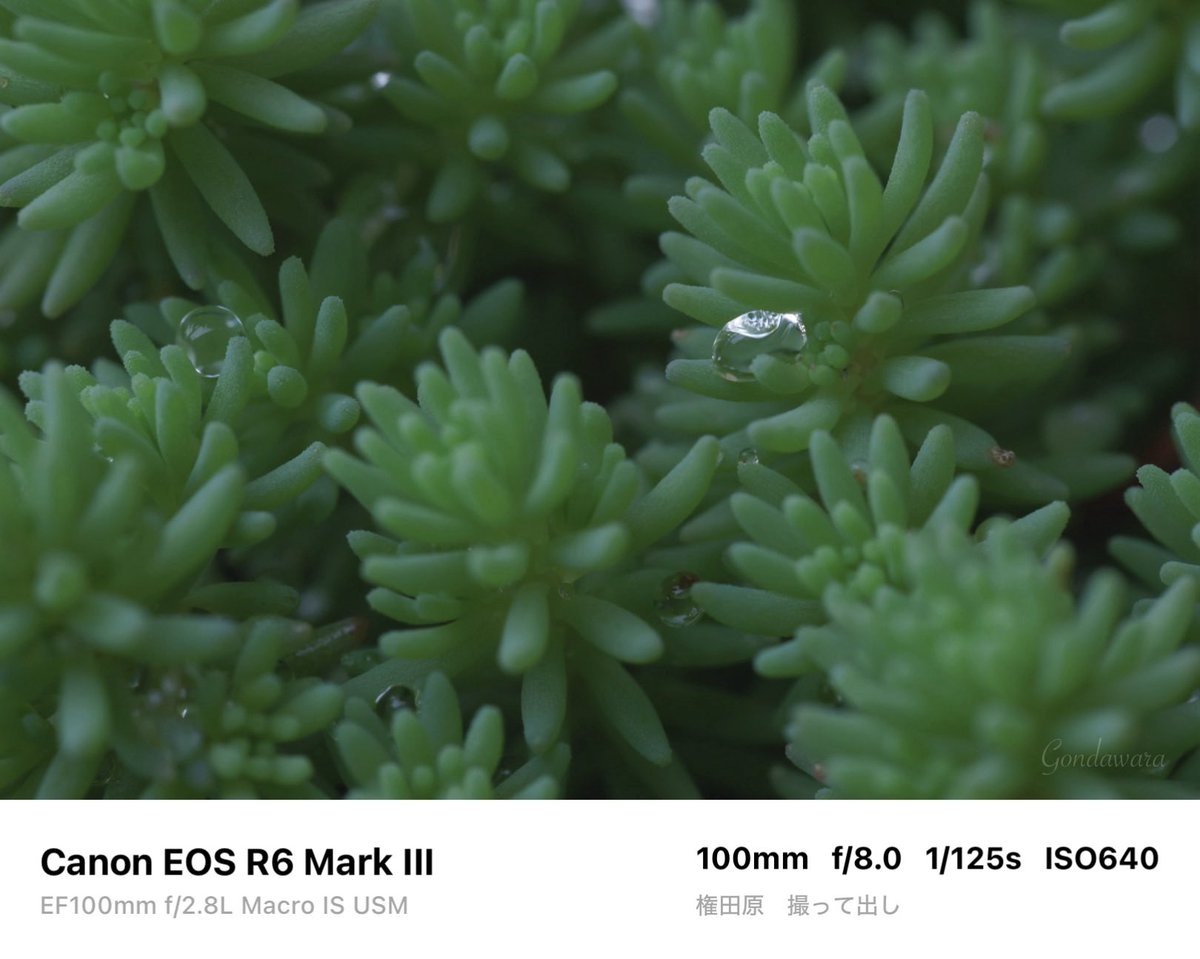 loqg78's tweet photo. もう1回現物のX-E5見たいな〜🙄
#Canon #R6mark3 #EF100macro https://t.co/fehOzXVTzL