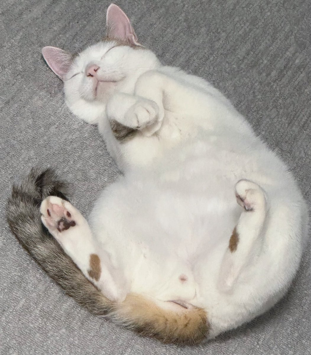 suekko_kawai's tweet photo. なにこの生き物… https://t.co/L8VFHLqWir