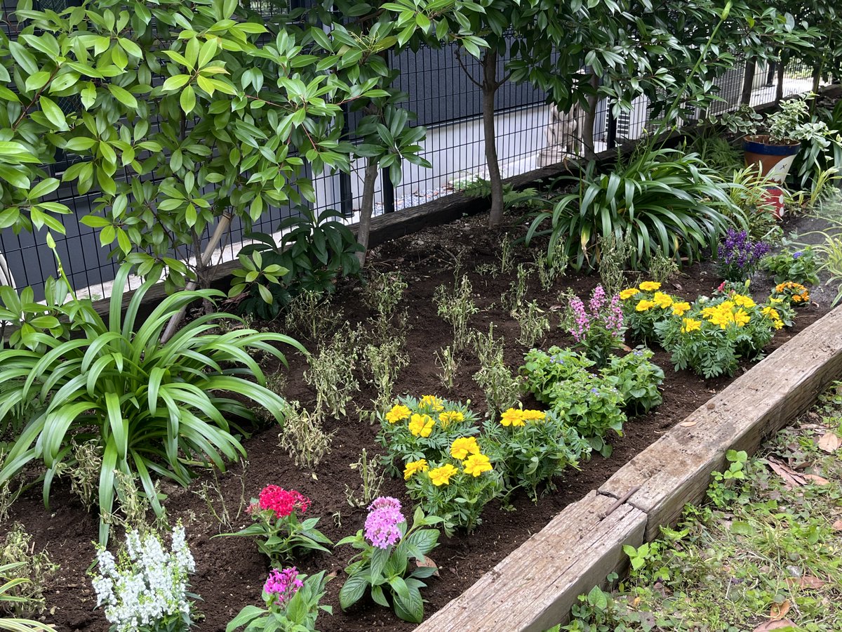 ParksAoyama's tweet photo. 花壇をリニューアルしました！🌿
青山公園で用意した苗はもちろん、神代植物公園と連携し、ご提供いただいたキンギョソウとマリーゴールドも植えています。🌼
色とりどりの花をぜひご覧ください！
#青山公園 #神代植物公園 #都会の中の自然 https://t.co/5ZAgkUNv4a