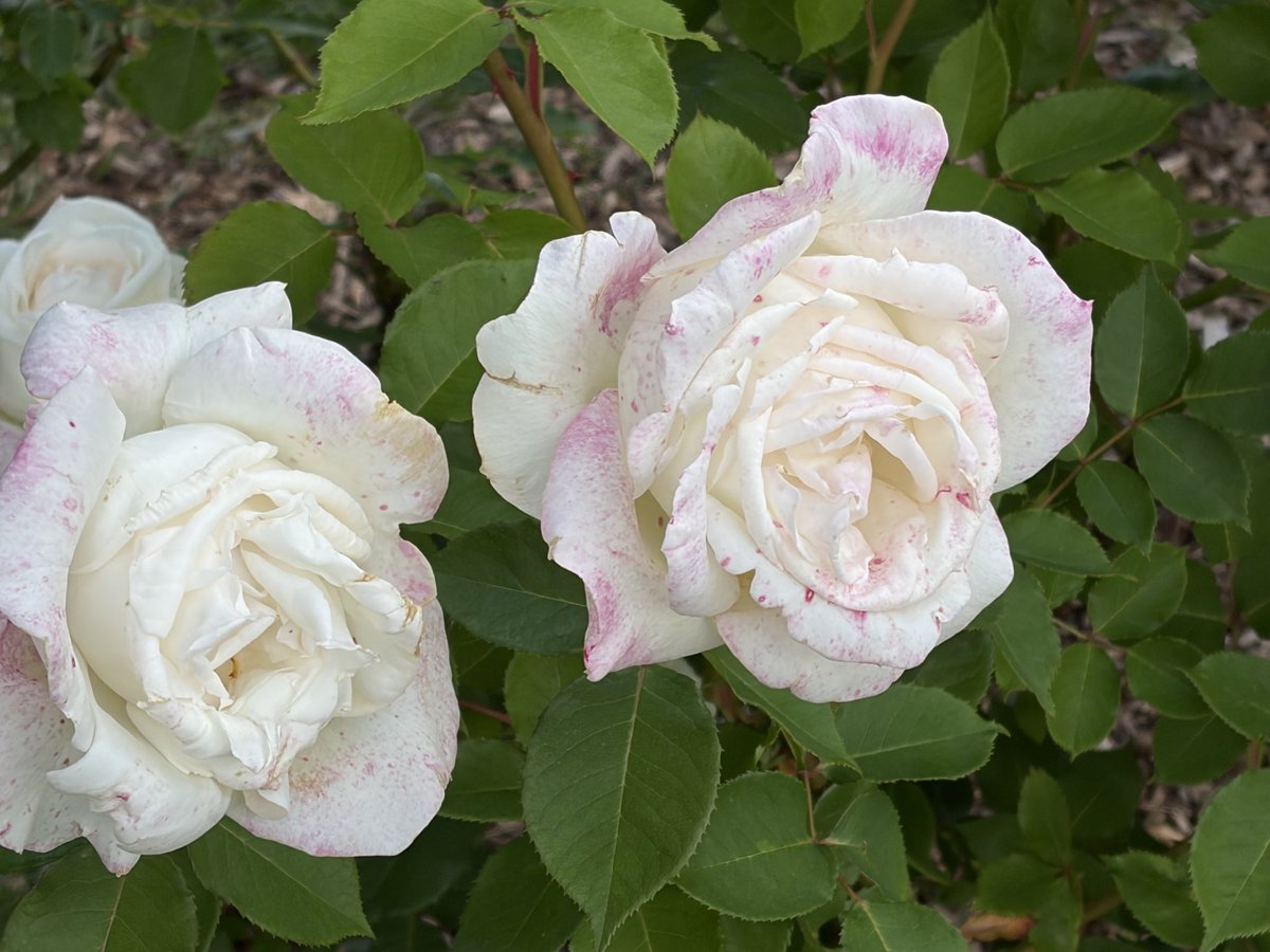 monogramm0521's tweet photo. バ　ラ　٩( ᐛ )و https://t.co/P9WaTkETC4
