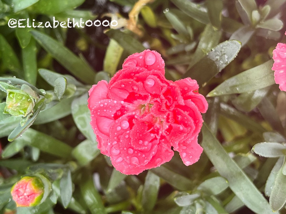 Elizabetht0000's tweet photo. A perfect pink petal moment today. 🌸
#carnation #carnations #pinkflowers #morningdew #flowerphotography #macro_perfection #gardenlife #naturelovers #raindrops #blossom https://t.co/C5kDH395x9