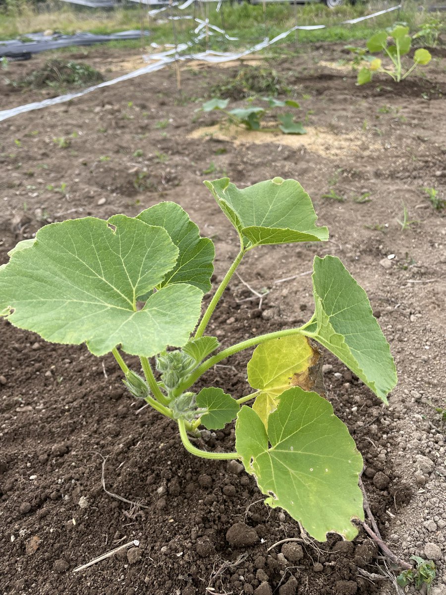 NAYA_BOOKS's tweet photo. 去年食べてとっておいた種から育ててたスイカの苗を植える。
新たにカボチャの苗も植える。
ヒマワリがだいぶ大きくなってきた。
かえる。
この後雨が降る予報。
畑を始めてから雨もいいなと思うようになった。恵みの雨。
#NAYABOOKS #畑しごと #スイカ #カボチャ #かえる https://t.co/o9s3ABDxWK