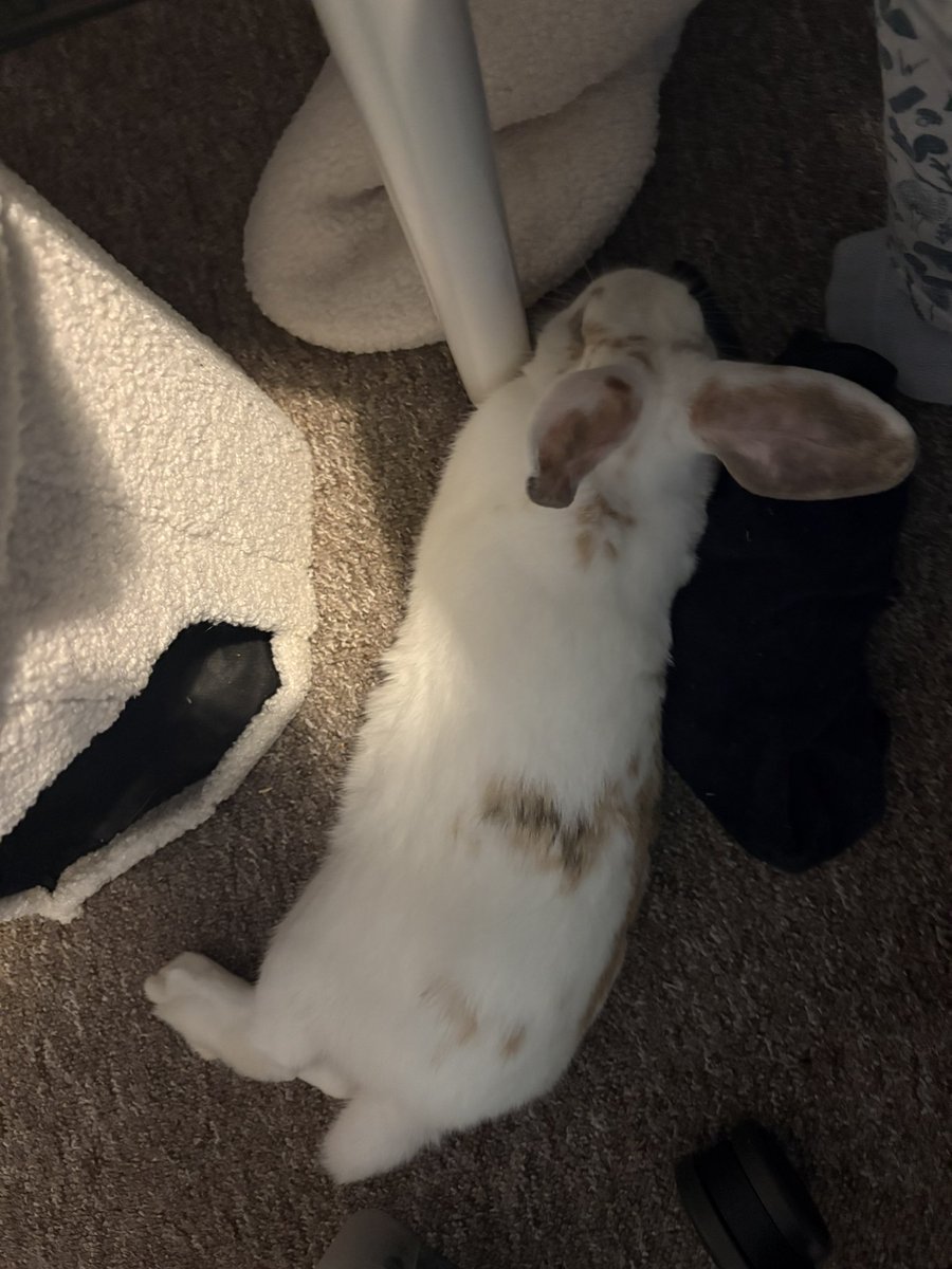 bexecola's tweet photo. He’d probs tell you he was his mamas boy if he could talk https://t.co/FX6NS1cY0k
