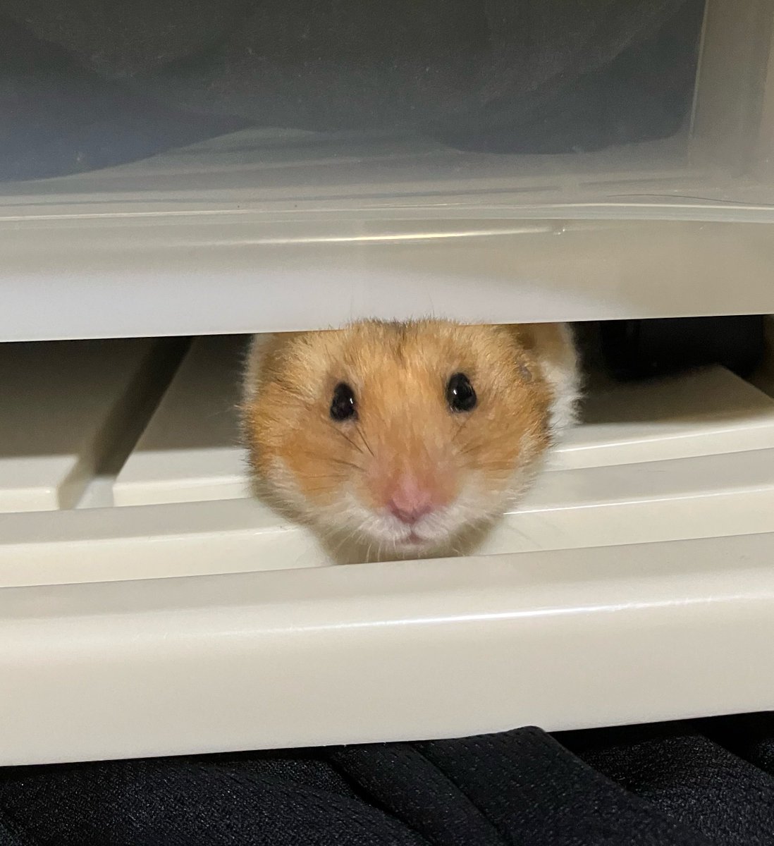 penbucyo's tweet photo. サブくんがハムハムランドに行った
とってもメンコなサブくん
あっちで楽しくやっておくれ

とうとうお部屋にハムスター🐹は居なくなってしまった
飼い主はどうしたらいいのかわかんない https://t.co/4FSMNB42j1