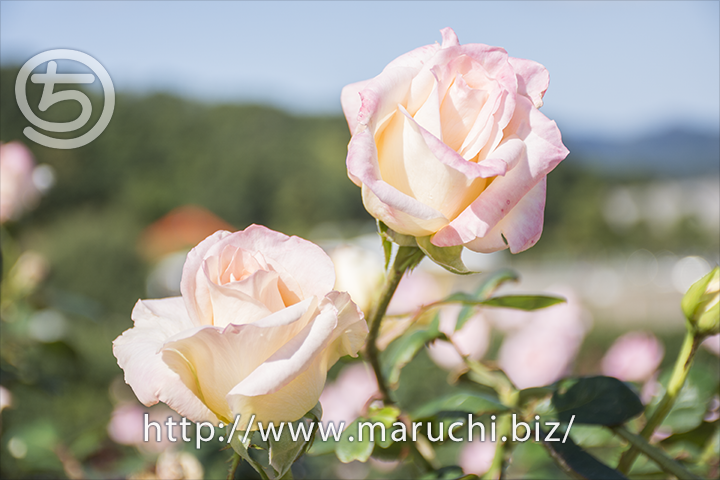maruchi_202111's tweet photo. バラ花風景写真と、静止画の写真は想像力を掻き立ててくれるから面白いと思う話。https://t.co/swSYXH1K5E #花風景写真 #バラ https://t.co/9EGPLxp9eT