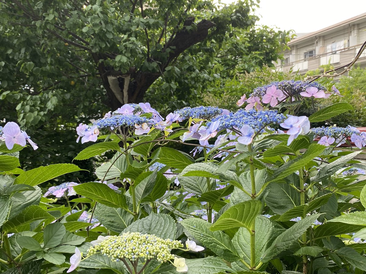 hoe0808's tweet photo. 先の週末、うれしくて無謀にも2徹したのw
したら今週引きずってさ。

帰宅即就寝だったよw

本日はかなり本調子に近いかも。 https://t.co/Z9mbxODf8e
