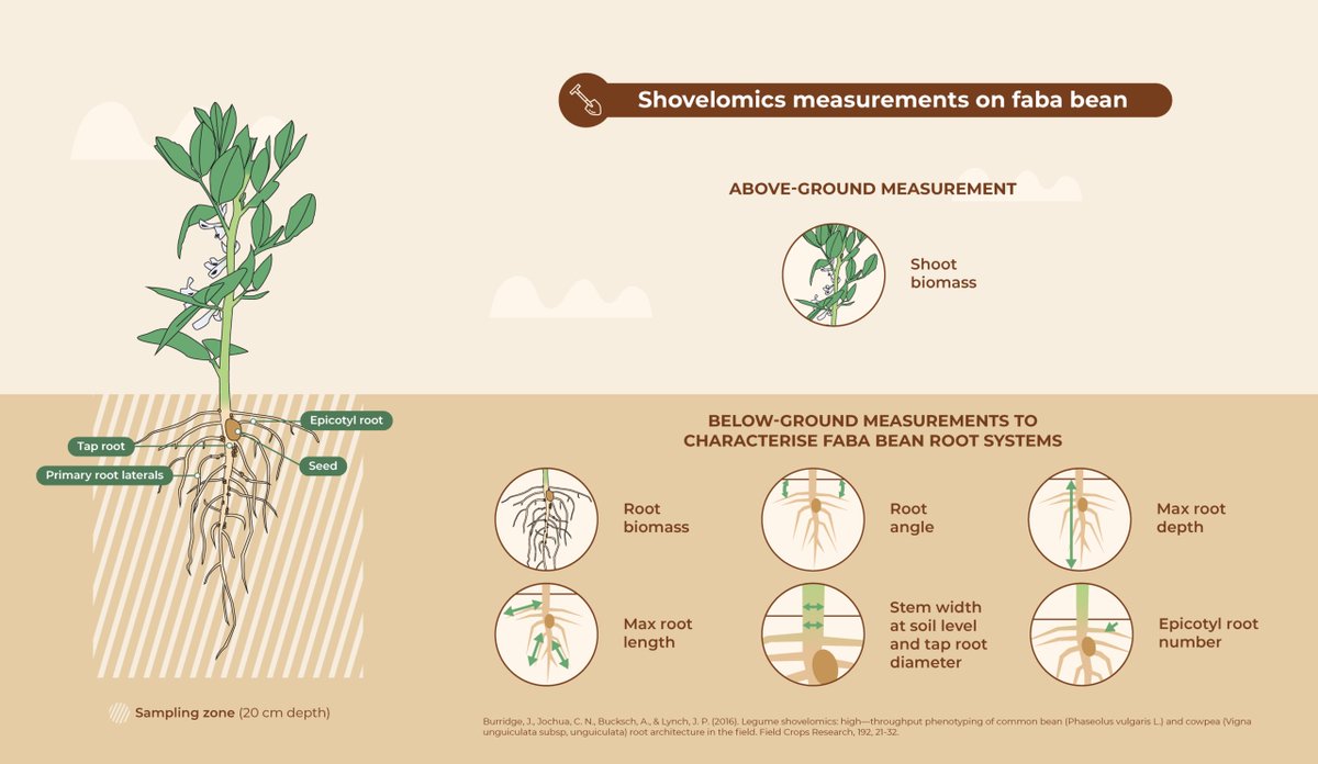 Root2Res's tweet photo. 🌱 Measuring #RootTraits directly the field!
Today #ShovelomicsMethod
🔎 This method involves excavating plants with a spade and collecting the upper portion of the root system
✅ Why is it useful?
🔸Direct assessment of roots under real field conditions
🔸Low-cost and simple https://t.co/opCJNBhiJs