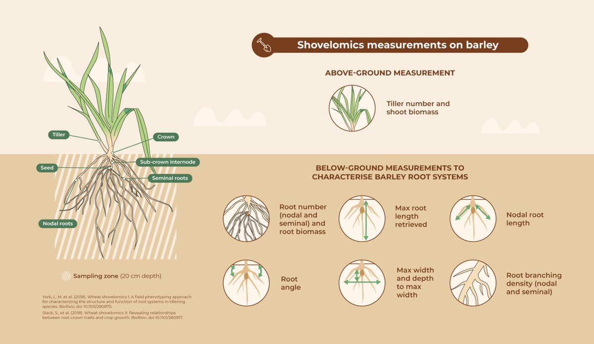 Root2Res's tweet photo. 🌱 Measuring #RootTraits directly the field!
Today #ShovelomicsMethod
🔎 This method involves excavating plants with a spade and collecting the upper portion of the root system
✅ Why is it useful?
🔸Direct assessment of roots under real field conditions
🔸Low-cost and simple https://t.co/opCJNBhiJs
