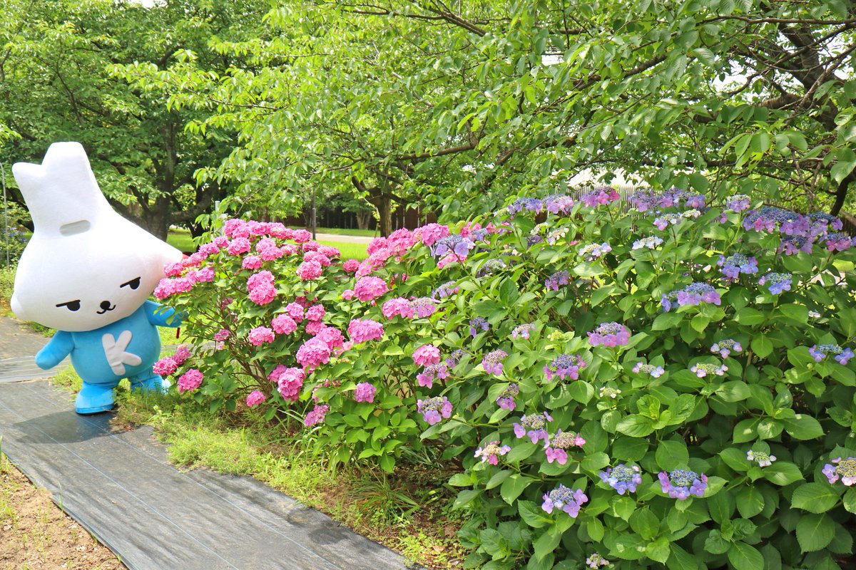 kamisucoco_kun's tweet photo. どんぐり広場の #アジサイ を見にきたよ♪
いろんな色があって、とってもきれいだなー

みんなのおうちの近くにもきれいなアジサイ咲いてるかな？

#神栖 #カミスココくん #神之池 https://t.co/kYHKK30TUT
