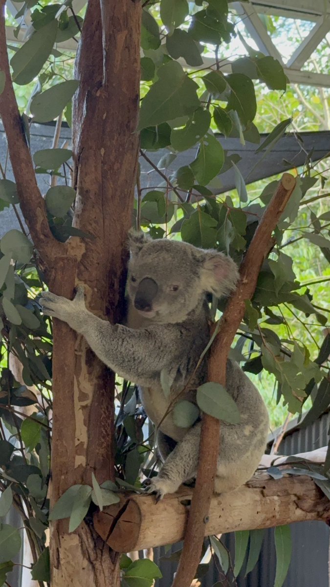 gytls's tweet photo. 코알라봤다 너무 귀여워!!!!!! 🐨🐨🐨 https://t.co/sqExKFgSOQ