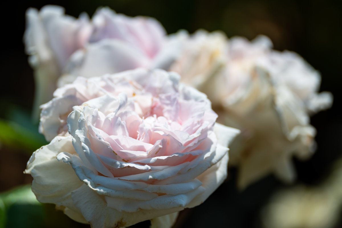 WhaleYoshi's tweet photo. 白と薄ピンクのバラ🌹
#バラ #nikon #z50ii https://t.co/V5EnLWFIoN