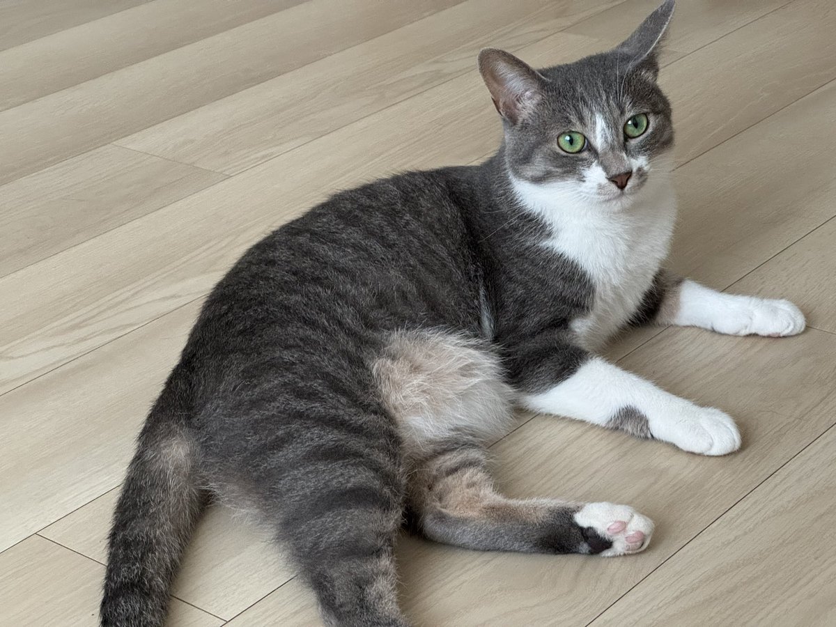 nk87@猫アプリ開発 tweet media