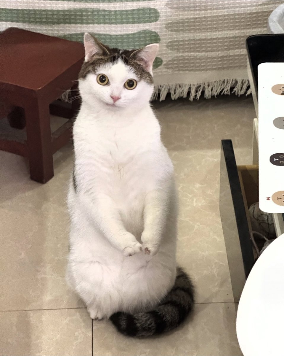 mew nah✨️ tweet media