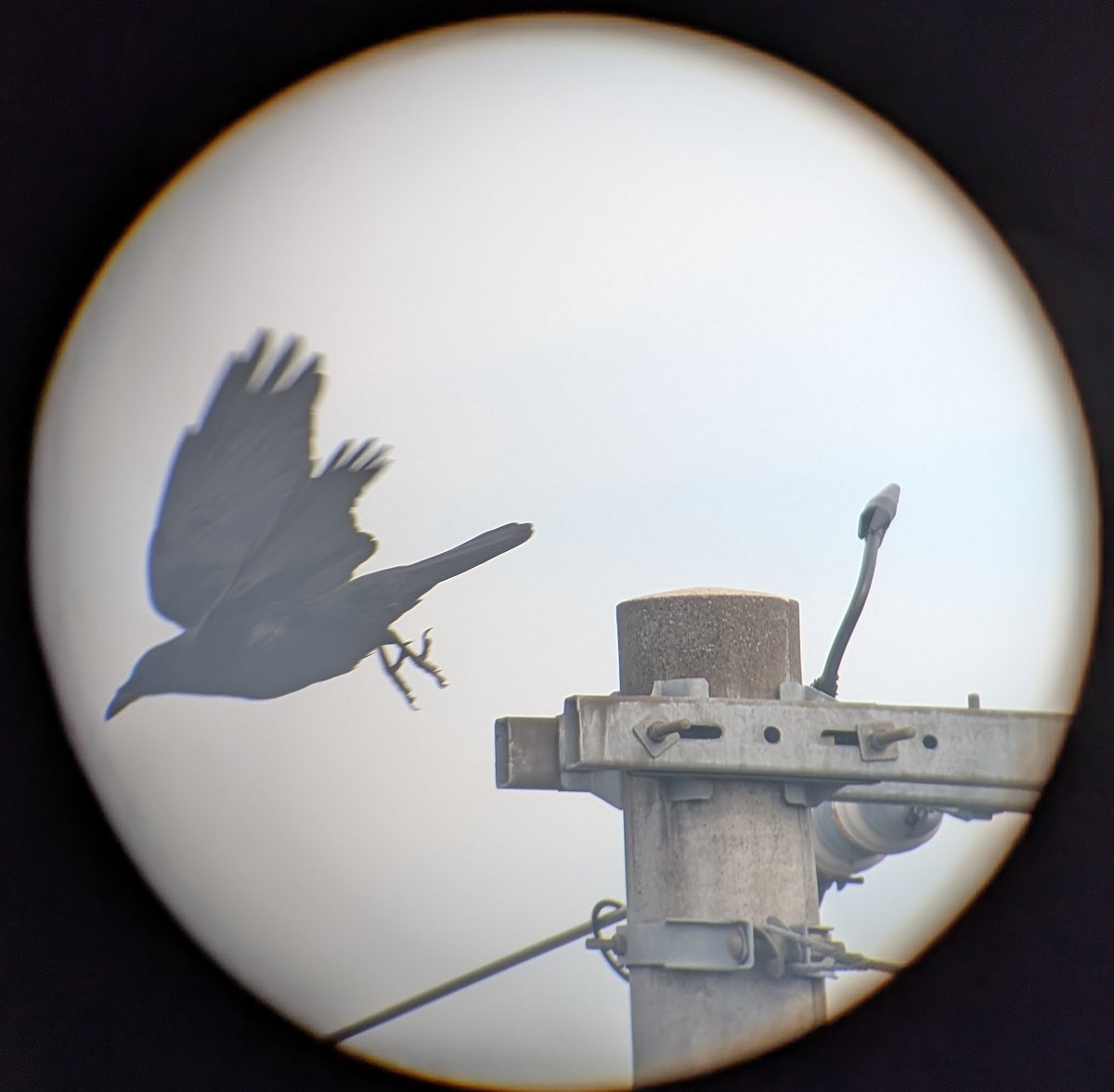 ss_323_mm's tweet photo. 虹の出��る間にカラス戻って来なかった〜🌈🐦‍⬛ https://t.co/hRCG2f1C1H