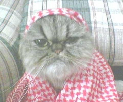 FreeElectron5's tweet photo. @5_8fm @swee21t الذيب في انتظارها https://t.co/cMeVjsNqRk