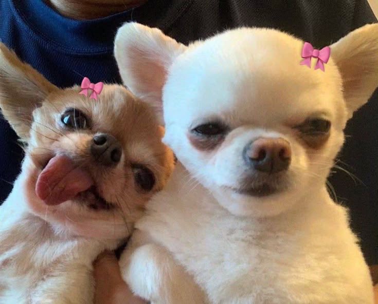 xoheees's tweet photo. literally them 🥺🥺🥺 https://t.co/zlRQA1mdzG