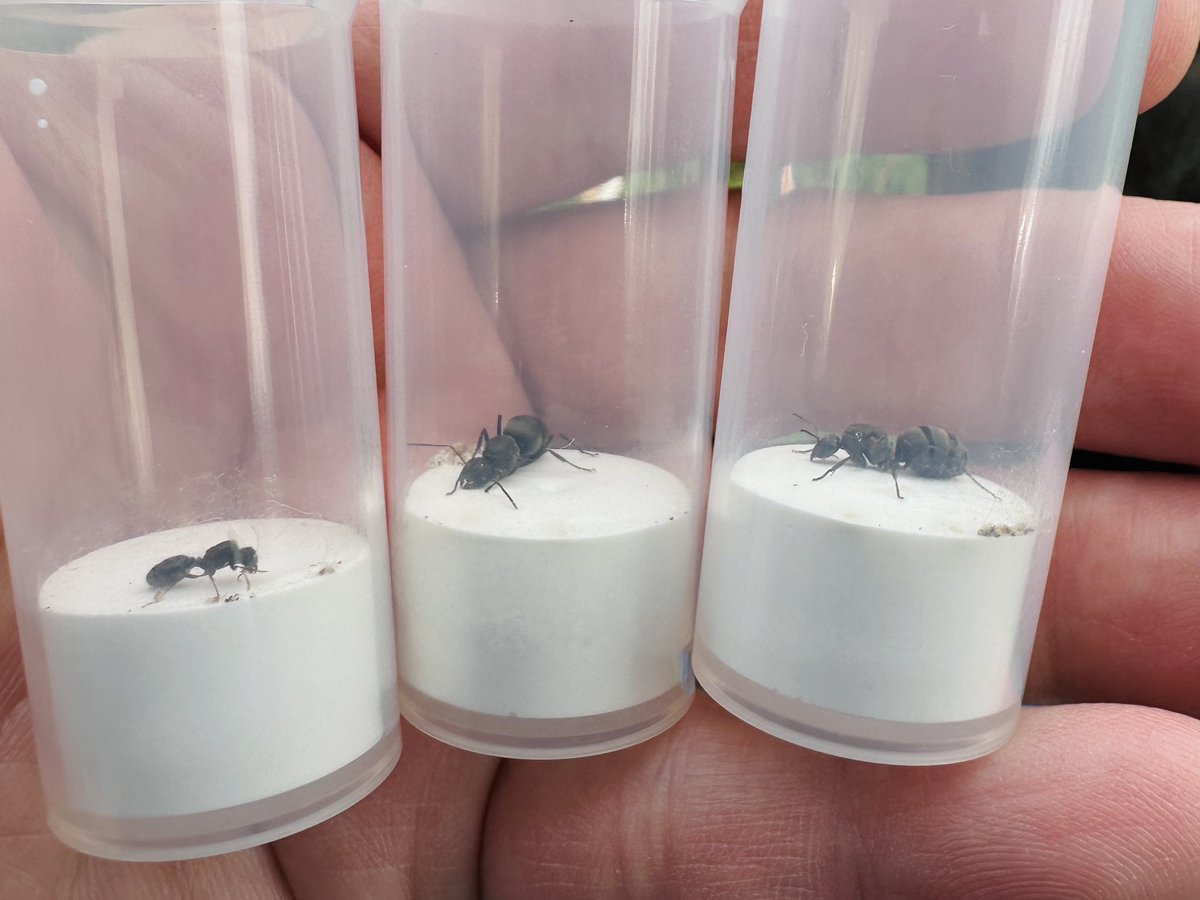 AntRoom_taku's tweet photo. 今日はトビイロシワアリとクロヤマアリの女王が歩いています🐜 https://t.co/GQU3O31qEP