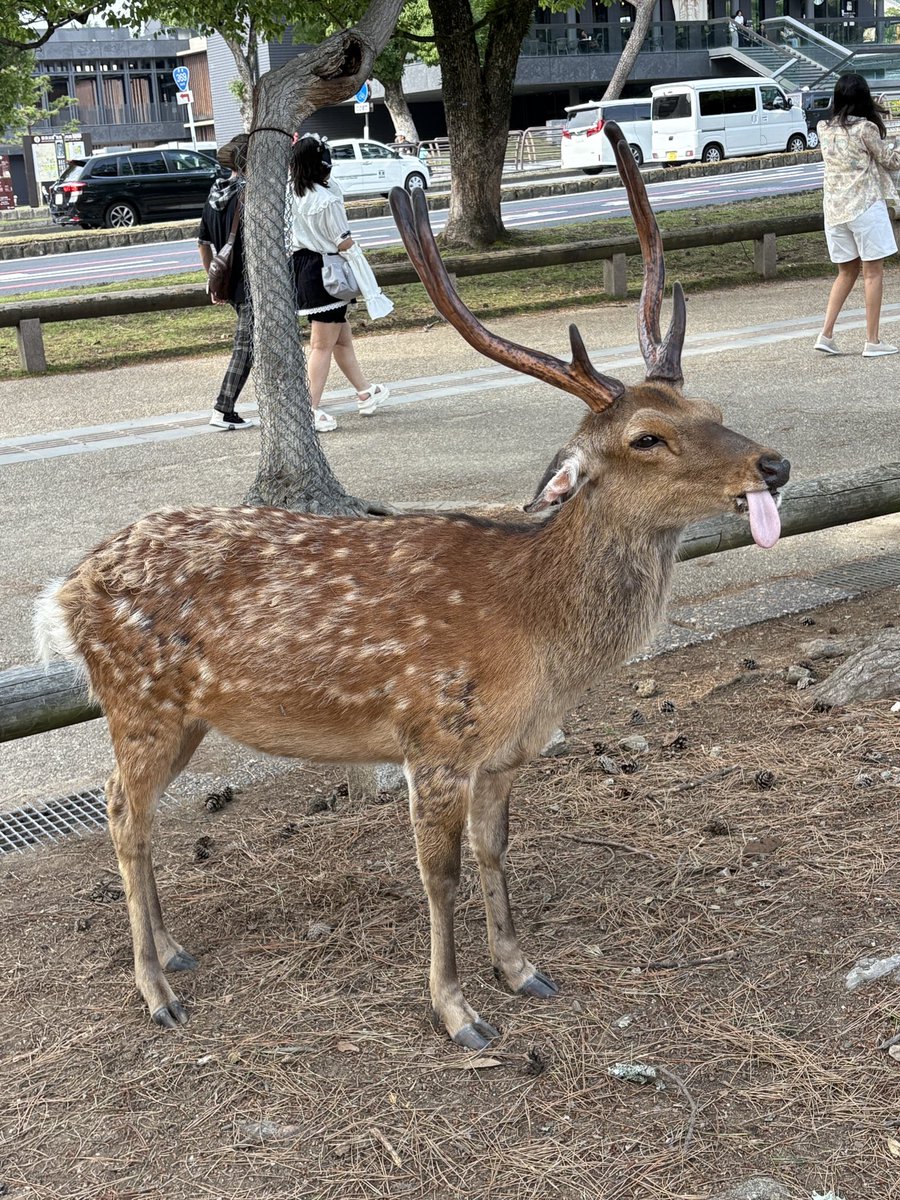 ❤️ひろみさま❤️ 今日も元気に奈良散歩🦌