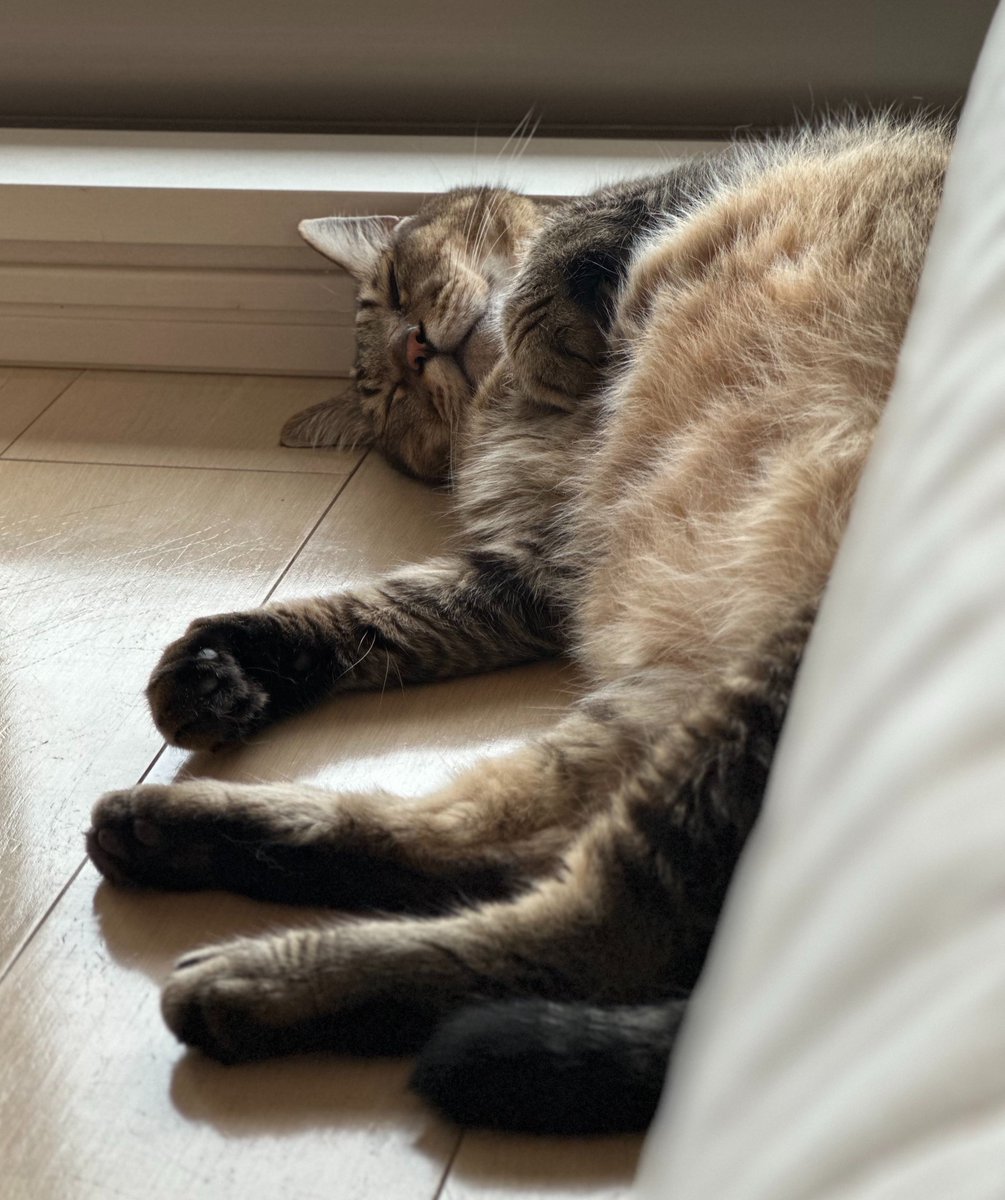 konomomi's tweet photo. スヤァ

#キジトラ #猫 https://t.co/TLGUwfF6ug