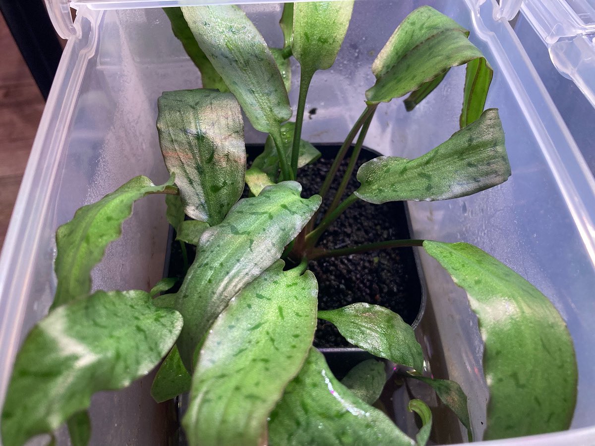 Aquaplus3468's tweet photo. Cry.auriculata Entikong
こちらめちゃくちゃ綺麗に仕上がって、株も増えてきたので販売に回したいと思います🙆‍♂️
気になる方は是非💁‍♂️

#アクアリウム #宮城県 #仙台 #宮町 #仙台水槽 #仙台水槽メンテナンス #熱帯魚 #水草 #水草レイアウト #活魚 #水槽撤去 #水槽引っ越し #水槽設置 #クリプトコリネ https://t.co/lOhoXljEtF
