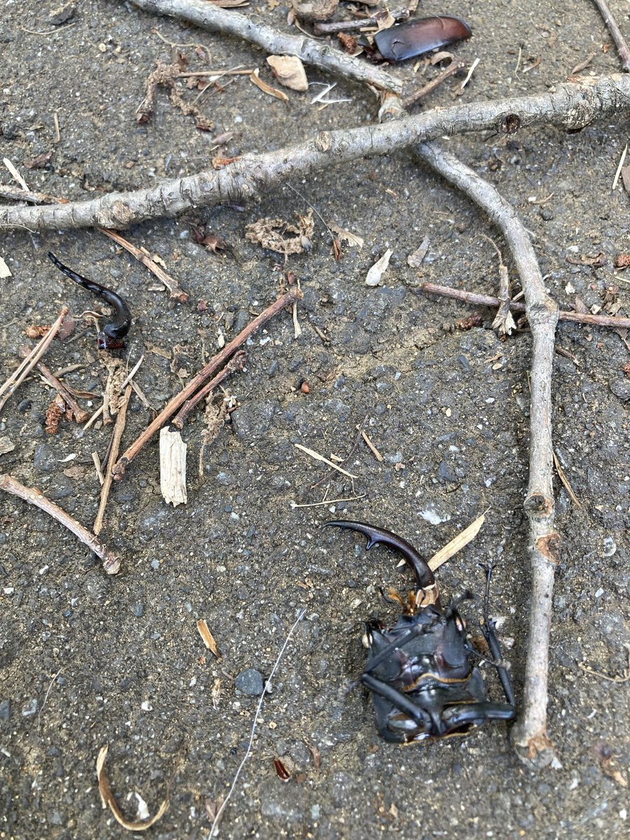 FlaK37's tweet photo. 狭山公園で今年初めて見るクワガタ。ただし死骸で。ほんの数メートルの範囲内に散乱していたが、いずれも胴体が見当たらないので何者かに食べられたのだろうか。 https://t.co/EcvmikAVhv