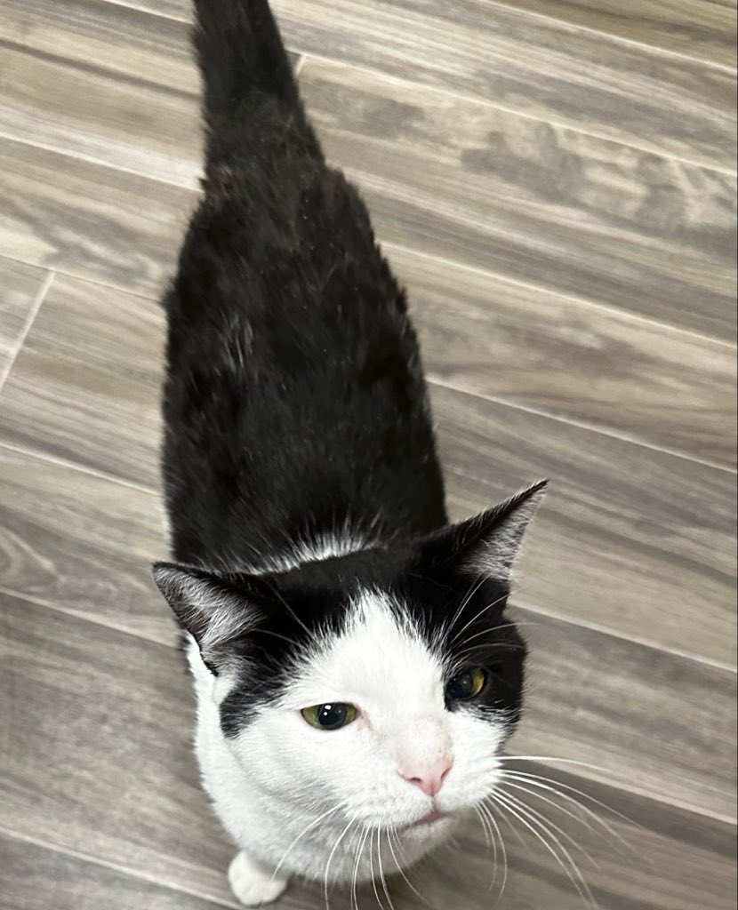 ohowchie's tweet photo. went to a cat cafe earlier today -
so cute ᢉ𐭩⋆˚࿔ https://t.co/FosBFwqCtA