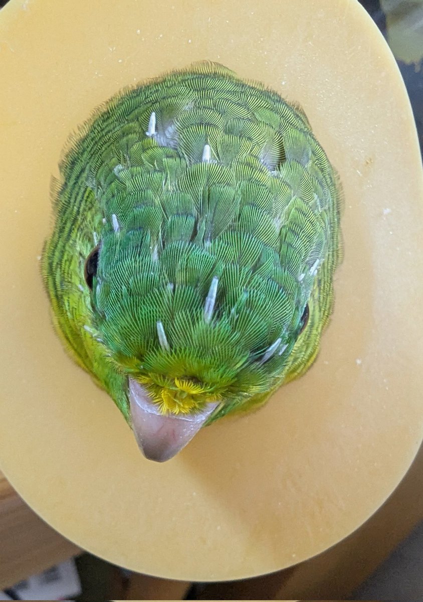 NbojEM's tweet photo. ツクツクだらけ🌱
#サザナミインコ https://t.co/qrHgWYGsYE