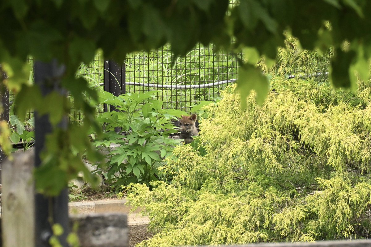 wolf_k9_'s tweet photo. ひょっこりその2

#多摩動物公園 #オオカミ https://t.co/KLkHCpEqgY