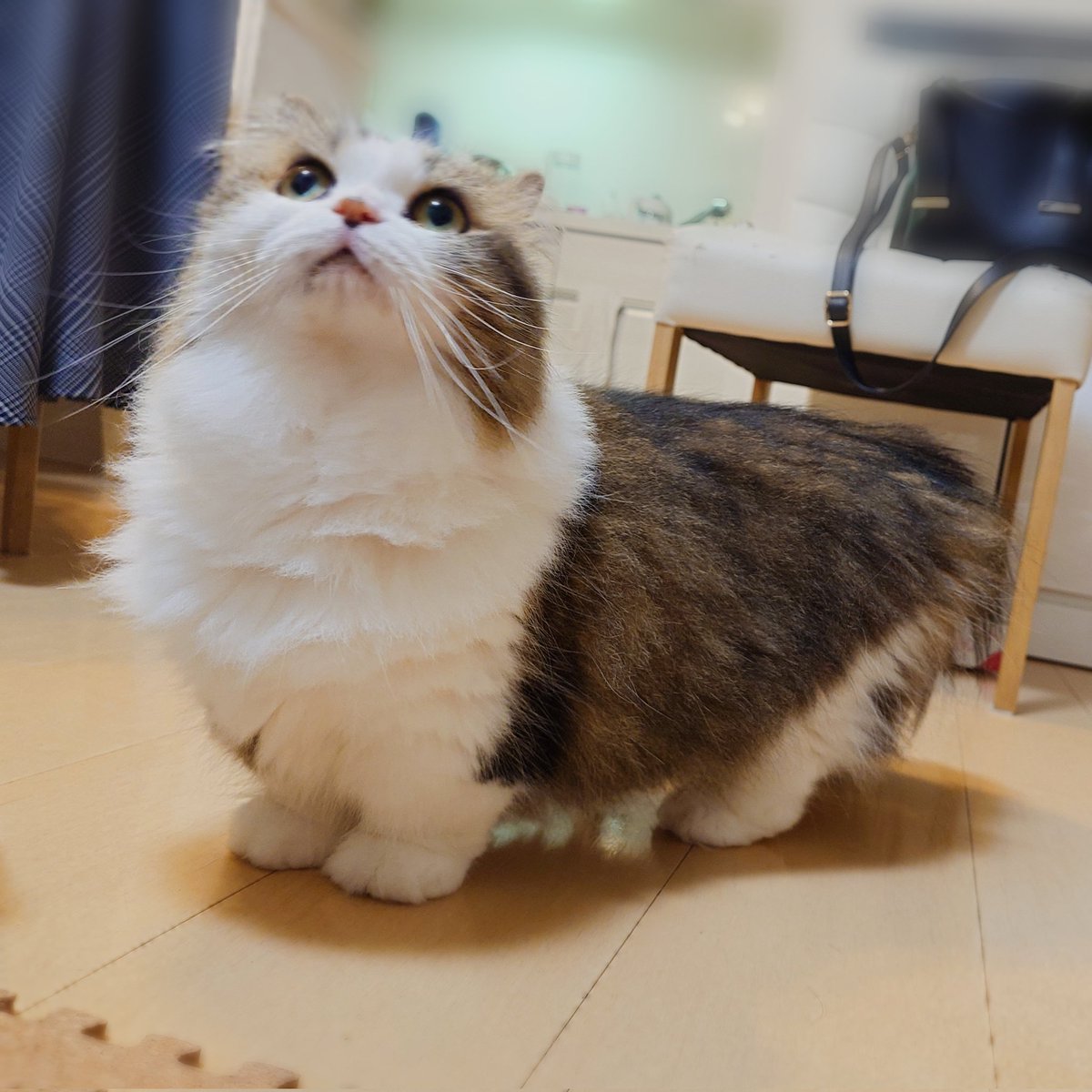 にゃあ (@marotrain) / Posts / X