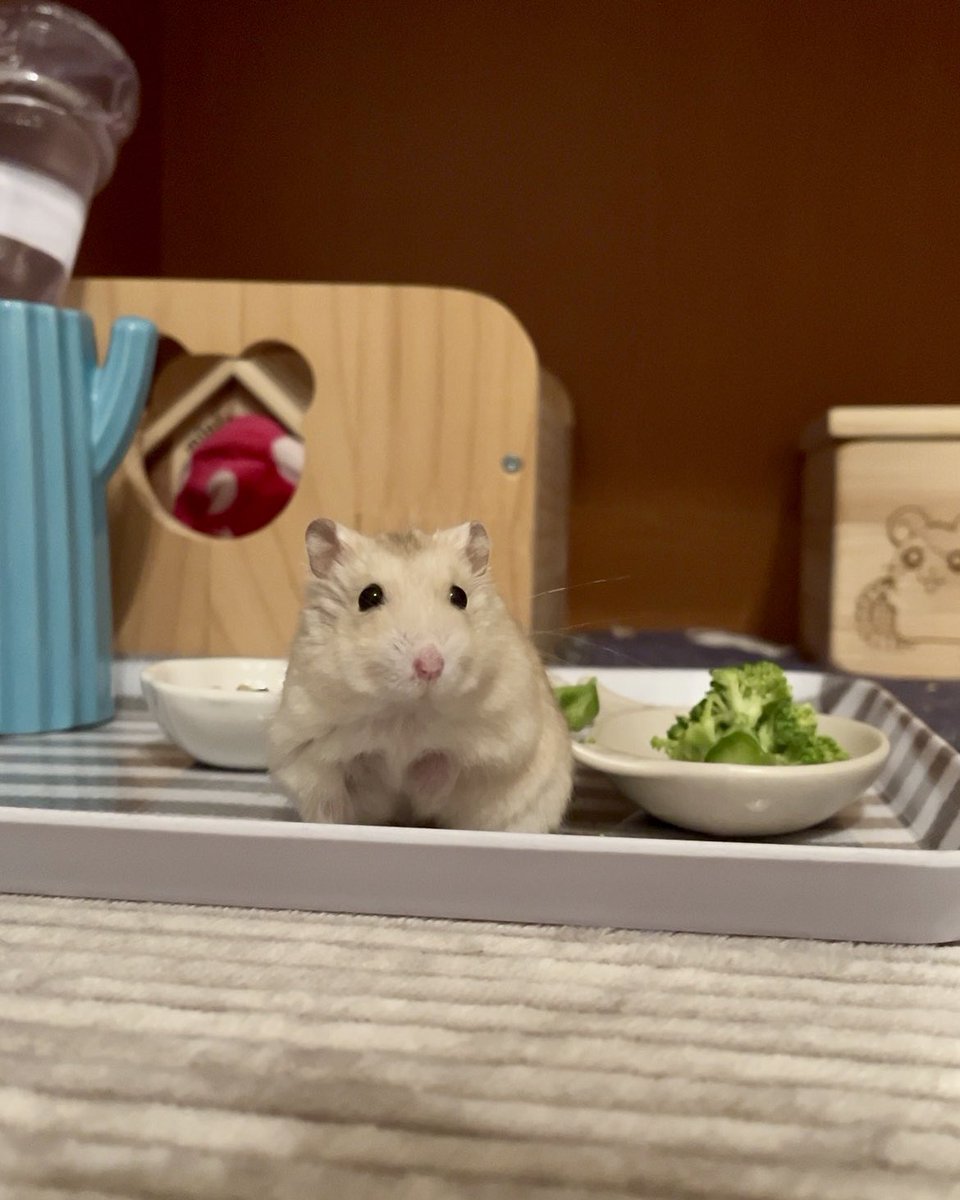 0920mex's tweet photo. ぼくの長い(1分)動画 🌷

#ハムスター
#すいくん https://t.co/uVe760jLIx