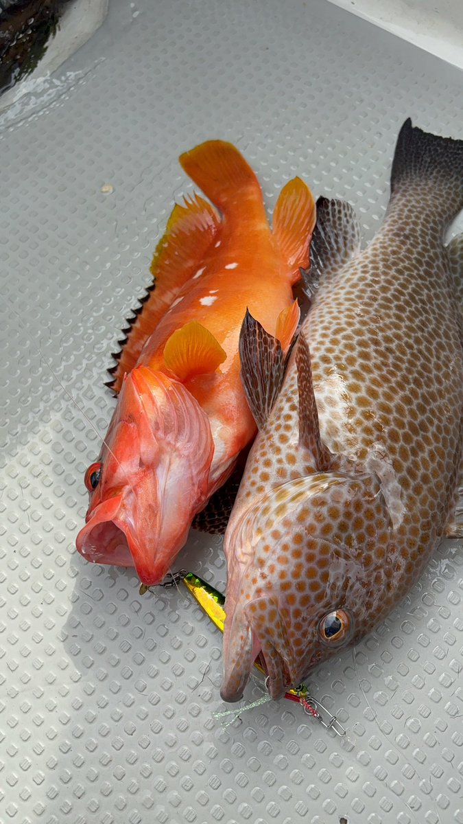 hiroanisan's tweet photo. 今日は、突然帰って来た長男連れて、釣友とジギングに出撃💪🎣💪
釣友にネリゴ釣れて、長男に大物ヒット‼️したがなす術なくブチッ😭😭😭
その後はイサキやアカハタ、オオモンハタや真鯛釣って、最後にドラマが・・・
釣友、自己記録更新の巨大タマン‼️
長男も釣友も楽しんでくれました😍😍😍 https://t.co/X0GQIFQ91n