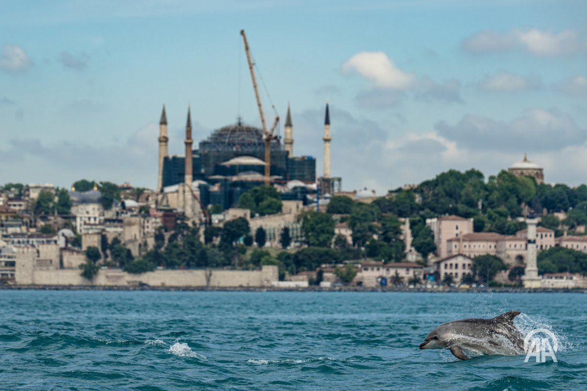 anadoluimages's tweet photo. Dolphins slice through the morning waters of the Bosphorus while scientists monitor the health of the İstanbul Strait and the Sea of Marmara in Türkiye https://t.co/VsSH2VD6QS

📸: Şebnem Coşkun https://t.co/tcKPZxUYY6